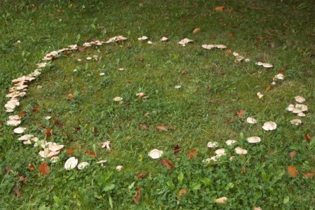 Кільце грибів на траві