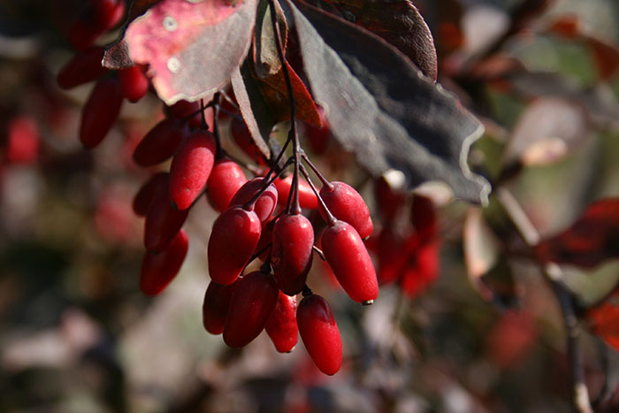 Восени рослина перетворюється: його листя жовтіє, а плоди довжиною близько 1,2 см стають червоними