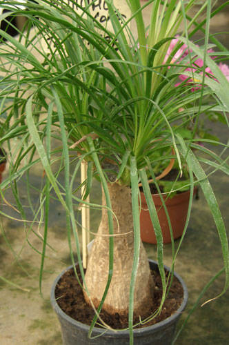 Ноліну, або бокарнею часто вирощують як ефектне кімнатна рослина