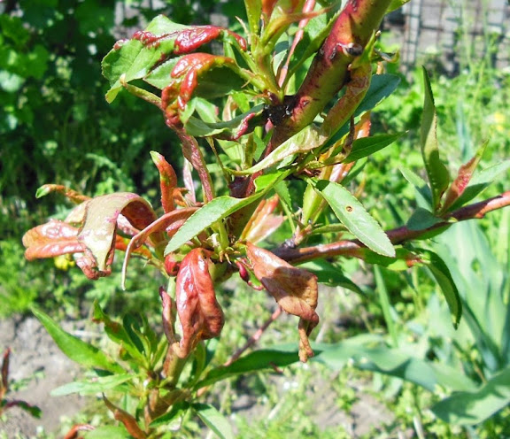 Курчавість на листках персика