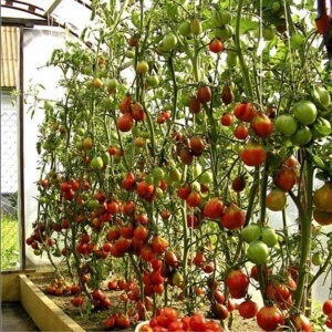 Ранні сорти помідорів і їх опис