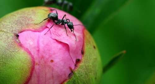 Якщо на бутонах півоній з'являється багато мурашок, - можна обприскати квітки тютюновим настоєм, відлякує комах