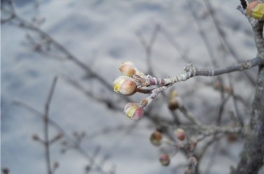 1 березня 2012, 8:36 Переглядів:   Справжня весна прийде в середині квітня, фото shikamama