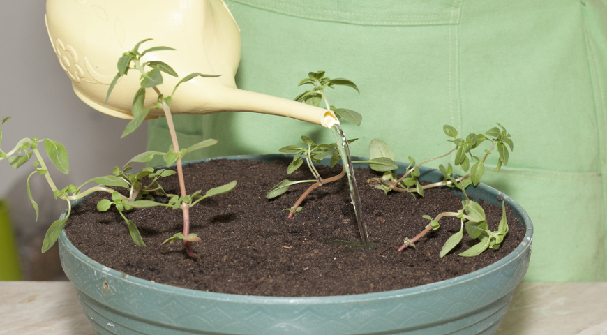 Рослини в вазоні обов'язково замульчируйте для захисту від вітру і перший час притіняти