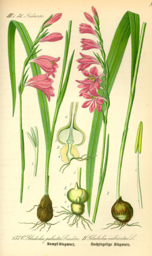 Квіти зібрані в суцвіття, які можуть досягати довжини до 80 см;   цибулини гладіолусів хоч і багаторічні, але на зиму їх викопують