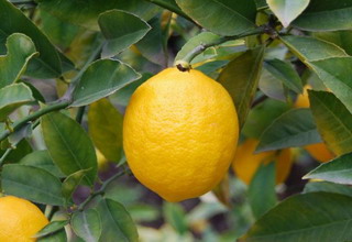Лимон даного сорту є одним з найбільш високоврожайних