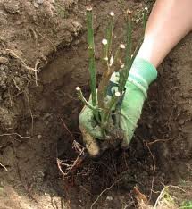 Засипаємо яму, трамбуємо, щоб не було порожнеч між країнами, вони вступить відразу в контакт із землею, добре зливаємо, обрізаємо на 20-35 см см від ґрунту