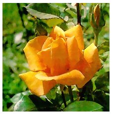 Роза - декоративний чагарник сімейства розоцвітих, нараховує близько 350 видів
