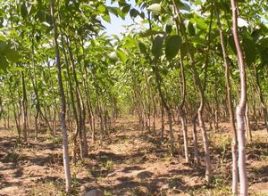 Широко поширене висновок, що волоський горіх ймовірно вирощувати тільки в теплих регіонах і на великих ділянках