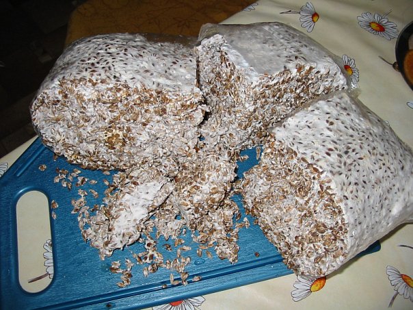 Вирощування грибів глива посібник з вирощування