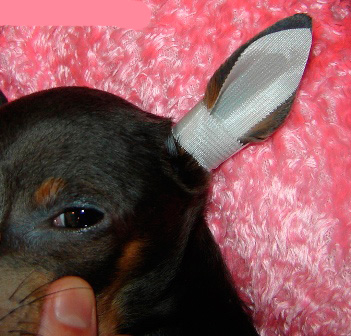 Per šią nedidelę neužsandarintą vietą šuns ausis „kvėpuos“ ir visada pamatysite ausį ir, jei reikia, galėsite ją valyti