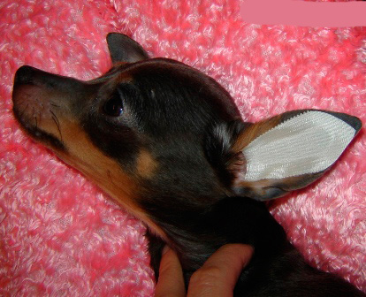Коли вуха висохнуть, вклеиваем конструкцію в вухо собаки, як показано на фото, і ретельно розгладжуємо