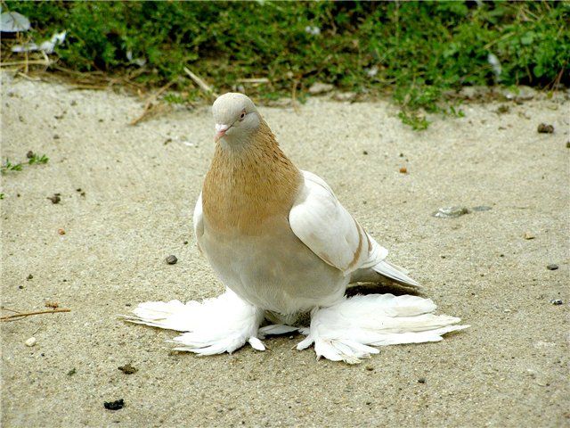 Подробнее:   Галицкие серебристые голуби