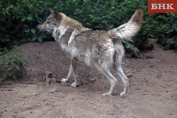 В останні місяці соцмережі захлиснули повідомлення про підвищення активності вовків на території Комі