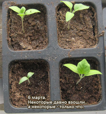 Так що саджайте кожне баклажани насіннячко в окрему касету або маленький горщик, з подальшою перевалкою в більшу ємність, у міру зростання розсади