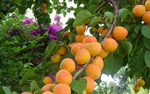 Абрикос - південне, теплолюбна плодове дерево, батьківщиною якого є Китай