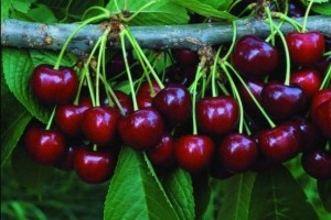 Черешня - плоди садового дерева, батьківщиною якого є Україна, Південні райони Європи, Середня Азія і Північний Кавказ