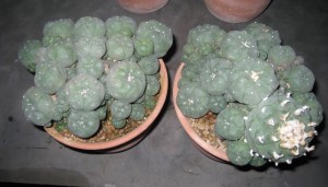 Розмноження кактуса пейота, головним чином, відбувається завдяки насінню