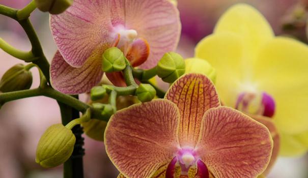 Пересадку орхідей в домашніх умовах рекомендується проводити кожні два роки
