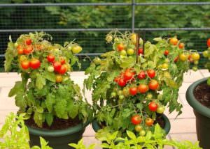 Балконне диво - помідори, ідеально підходящі для кімнатного вирощування
