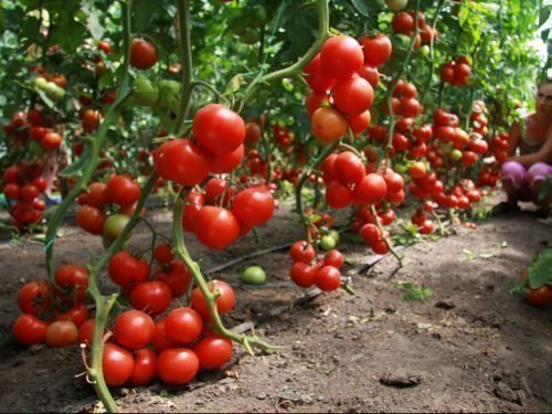 Акварель - томати-малятка, кущі яких виростають тільки до 45 см, на повне дозрівання потрібно 100 днів, потребують мінімумі заходів по догляду;   Аляска - ультраранній сорт з висотою кущів 50-55 см, які необхідно підв'язувати, плодоношення починається приблизно на 85 день, овочі важать в середньому 90 г і мають яскраво-червоний колір;   Загадка - ультраранні сорти помідорів встигають в інтервалі від 80 до 85 днів, саджанці можна розміщувати в зоні півтіні, середня вага дорівнює 80 г;   Душка - невисокі кущі до 60 см, але розлогі в ширину, плоди дотягують до 150 г, тому часто кущі потребують надійних опорах;   Дон Жуан - низькорослий сорт не більше 70 см, встигають приблизно на 90 день і важать близько 100 г, сорт вимагає педантичного догляду - це стосується і грунту, і кущів, томати слід ретельно убезпечити від впливу холоду;   Арктика - помідори дозрівають дуже рано - через 75 діб після висаджування, але довжина куща всього 40 см, а дозрілі помідори важать не більше 28 г;   сорт Перлина унікальний різноманітністю колірних відтінків - червоний, жовтий, рожевий, невелика висота кущів в 50 см дає можливість посадити їх в будь-якому місці, середня маса плодів - 30 г;   чемпіоном за часом дозрівання є сорт Максимка, початок дозрівання томатів - 75 днів після висаджування, рівні овочі з блискучою шкіркою досягають 90 г;   Синдбад відноситься до супердетермінантние і штамбові сортам, встигає за 95 днів, бажано вирощувати ці томати в теплицях, вони досягають маси в 80 г на піку зрілості;   Кімнатний сюрприз - детермінантний сорт з промовистою назвою, його можна посадити на підвіконні, урожай в 2-3 кг забезпечений, але плоди важать всього 25 г в середньому