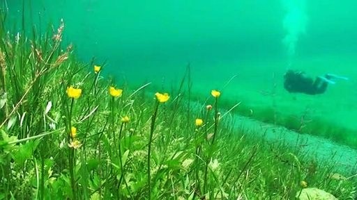 підводні квіти