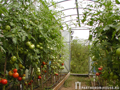 Найчастіше в неопалюваному парнику вирощують помідори;  коли він не зайнятий помідорами, в ньому можна вирощувати овочеву і квіткову розсаду, вкорінювати живці або вирощувати ранні овочі