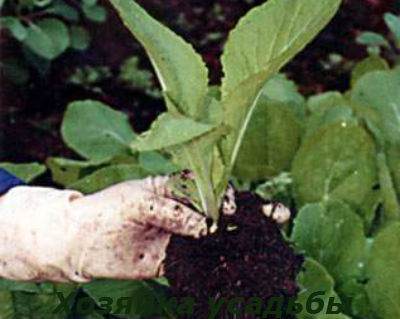 Пікірувати капустяну розсаду потрібно в десятиденний віці, коли сім'ядольних листочки вже будуть побільше