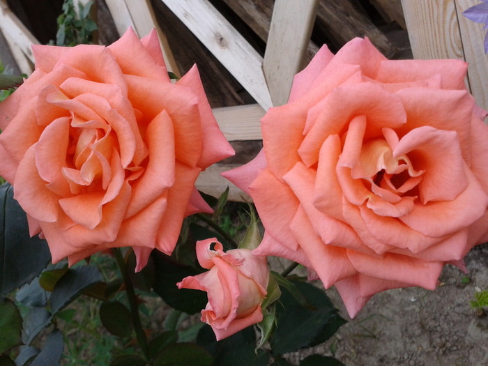 Ч Айно-гібридні і плетисті троянди вважаються найкрасивішими