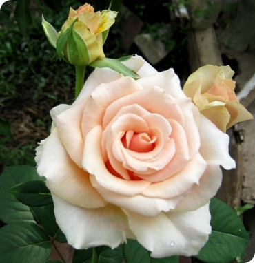 Осіана - красивий кремовий квітка до 10см, кущ цибатий трохи, до 1м, на втечу 1 бутон, як всі світлі троянди дощ переносить середньо, але квітка - дуууже гарний порцеляновий, може страждати від ПП