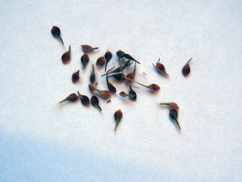 Клематис: розмноження насінням