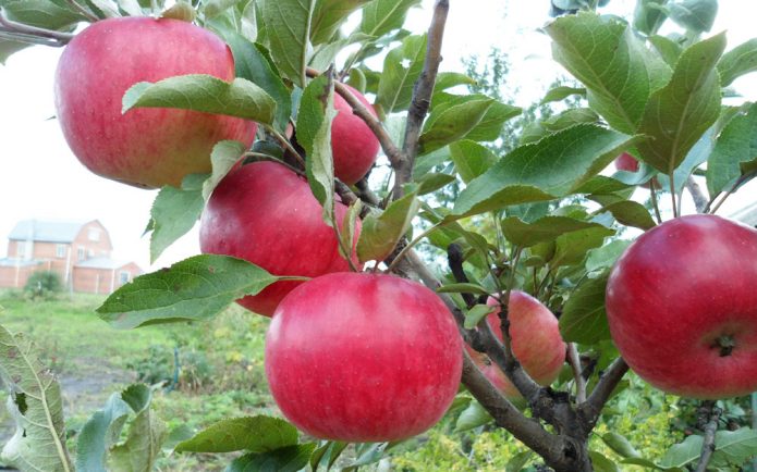 Яблуні мають високу стійкість до парші