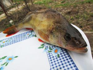 Запечена або копчений окунь: рибу на добу поміщають в сіль під гніт, потім протягом години вимочують у воді