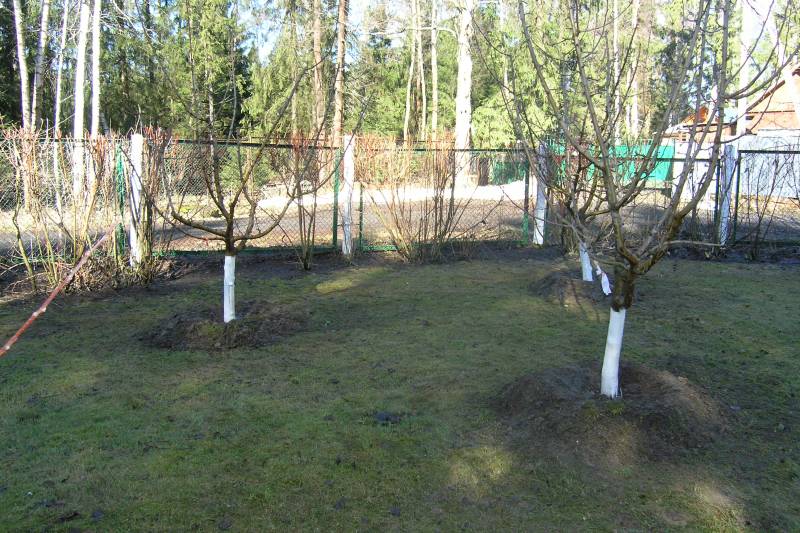 Наявність старого саду вимагає проведення інвентаризаційних робіт з метою розробки програми омолодження та поетапного заміщення одряхлілих дерев