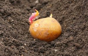 Початок травня в вітчизняних краях - класичне час посадки картоплі