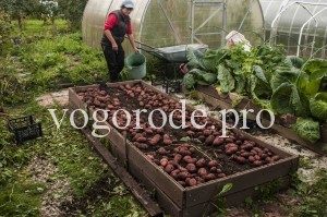 Вирощування картоплі в коробі