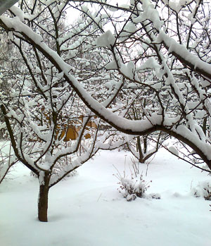 Головна   •   Поради   • Зимовий догляд за плодовими деревами   Плодові дерева взимку потребують догляду   Плодові дерева взимку в садах як ніби сплять, але все одно потребують нашої уваги
